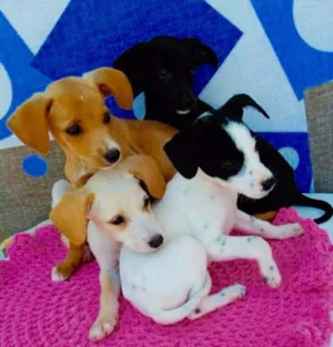 Cachorro raça SRD idade 2 a 6 meses nome FILHOTES