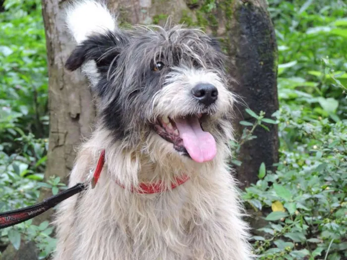 Cachorro ra a SRD idade 1 ano nome CORAGEM