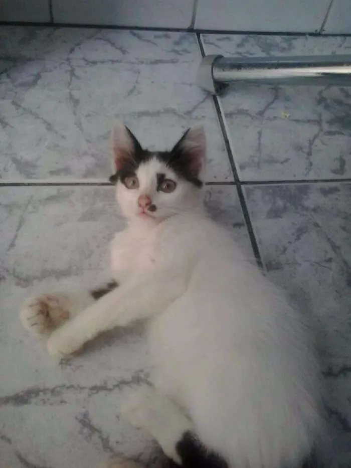 Gato ra a  idade 2 a 6 meses nome Dumbo