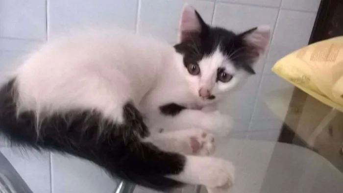 Gato ra a  idade 2 a 6 meses nome Dumbo
