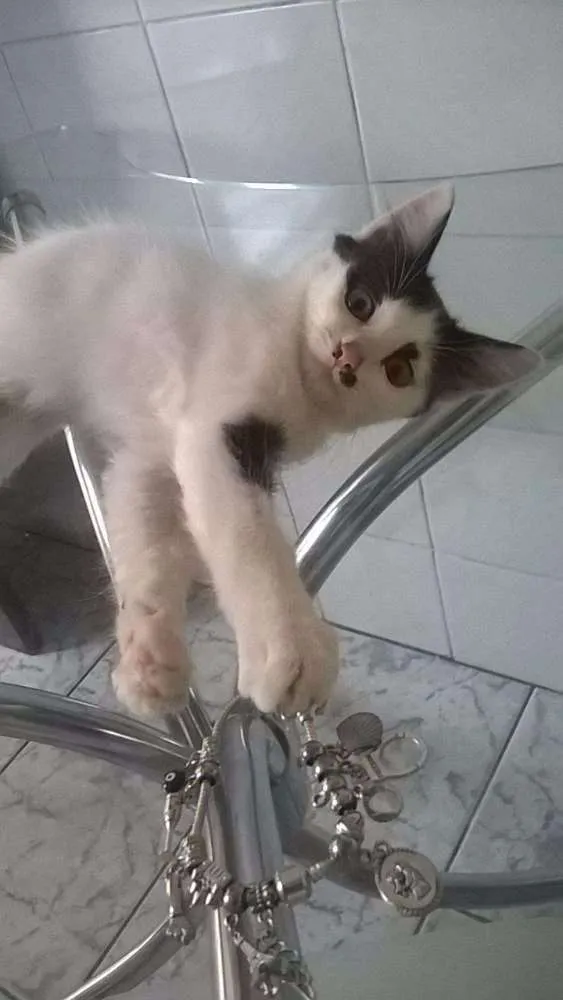 Gato ra a  idade 2 a 6 meses nome Dumbo