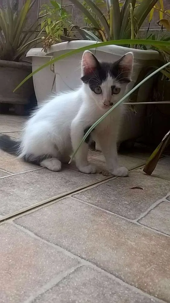 Gato ra a  idade 2 a 6 meses nome Dumbo