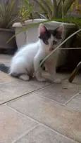 Dumbo