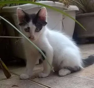 Gato raça  idade 2 a 6 meses nome Dumbo
