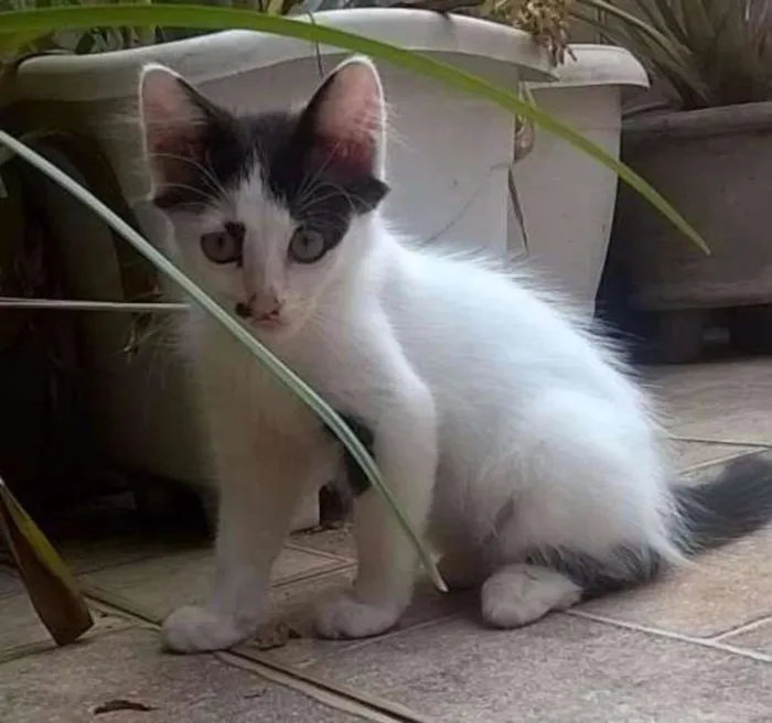 Gato ra a  idade 2 a 6 meses nome Dumbo