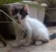 Gato raça  idade 2 a 6 meses nome Dumbo