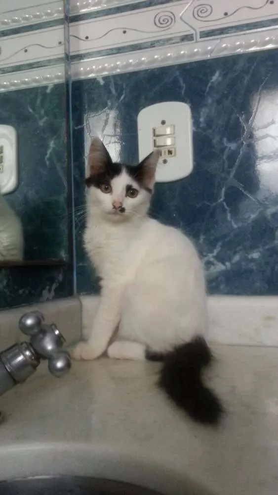 Gato ra a  idade 2 a 6 meses nome Dumbo
