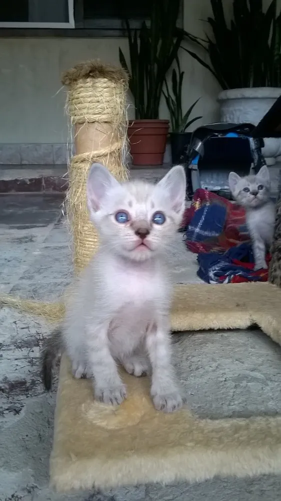 Gato ra a Siames idade Abaixo de 2 meses nome Bolinhas 