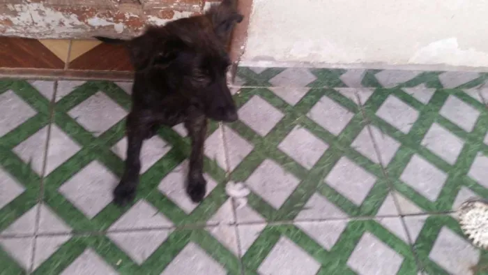 Cachorro ra a Srd idade 2 a 6 meses nome Homero