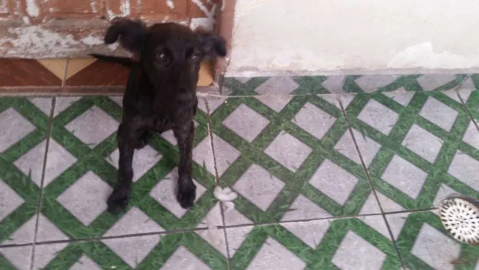 Cachorro ra a Srd idade 2 a 6 meses nome Homero