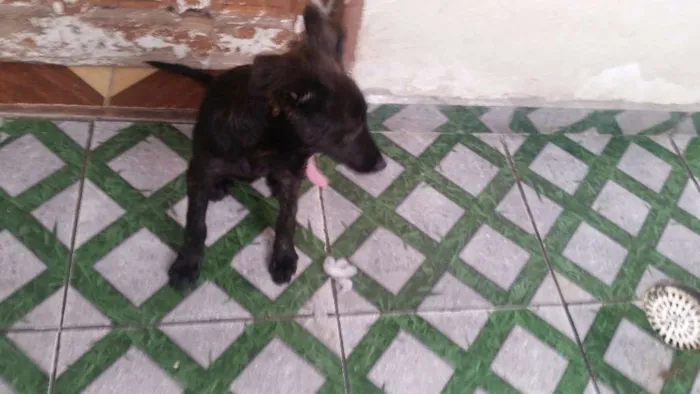 Cachorro ra a Srd idade 2 a 6 meses nome Homero