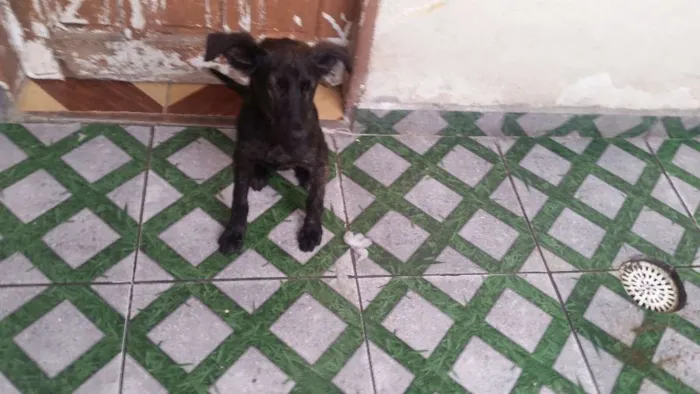 Cachorro ra a Srd idade 2 a 6 meses nome Homero