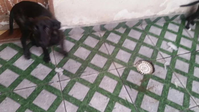 Cachorro ra a Srd idade 2 a 6 meses nome Homero