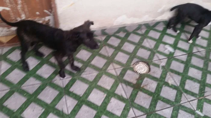 Cachorro ra a Srd idade 2 a 6 meses nome Homero