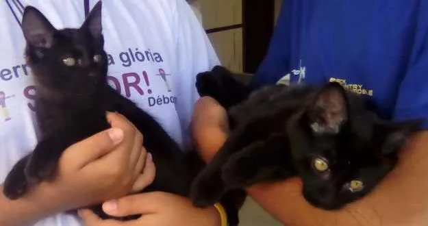 Gato ra a  idade 2 a 6 meses nome AINDA NÃO TEM.