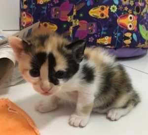 Gato raça SRD idade Abaixo de 2 meses nome Lilly