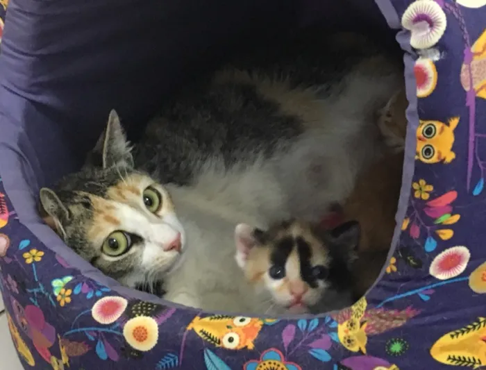 Gato ra a SRD idade Abaixo de 2 meses nome Lilly
