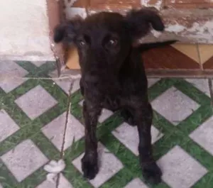 Cachorro raça Srd idade 2 a 6 meses nome Homero