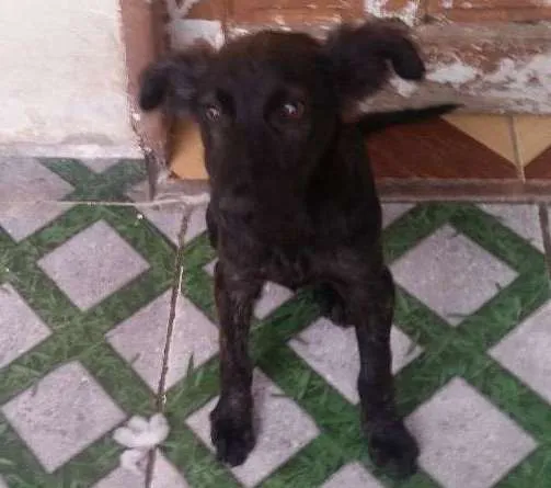 Cachorro ra a Srd idade 2 a 6 meses nome Homero