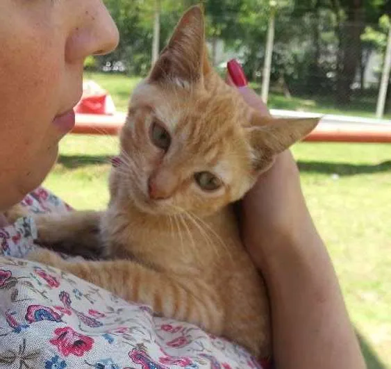 Gato ra a CRD idade 2 a 6 meses nome Laranja