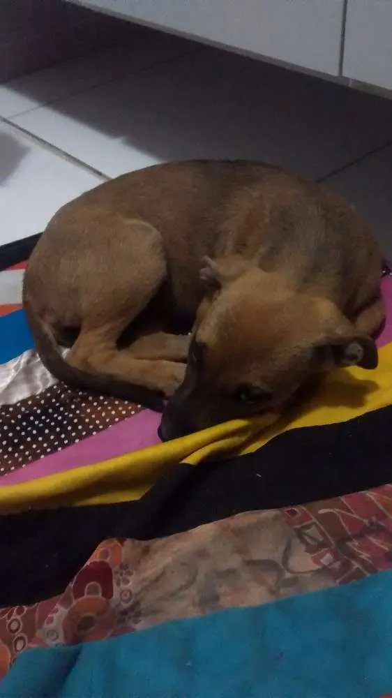 Cachorro ra a Desconhecida idade Abaixo de 2 meses nome Sem nome