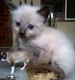 Gato raça Siames idade Abaixo de 2 meses nome Bolinhas 