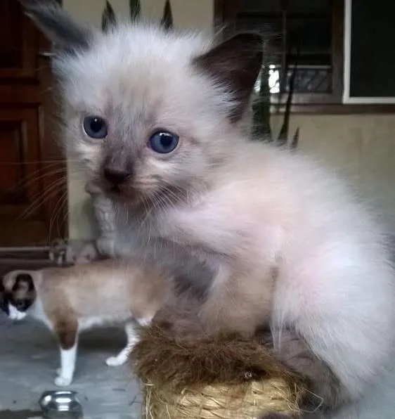 Gato ra a Siames idade Abaixo de 2 meses nome Bolinhas 