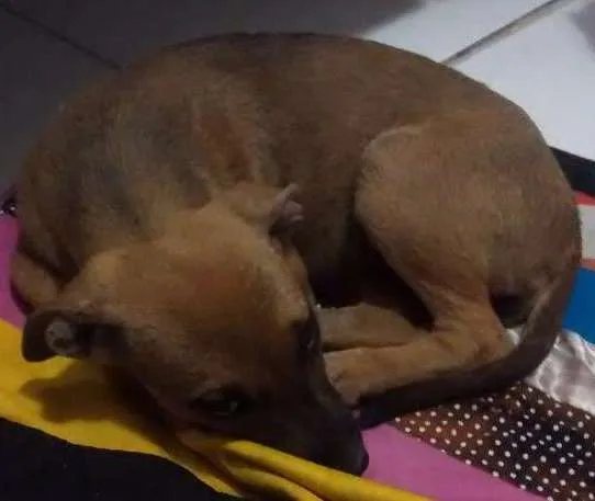 Cachorro ra a Desconhecida idade Abaixo de 2 meses nome Sem nome