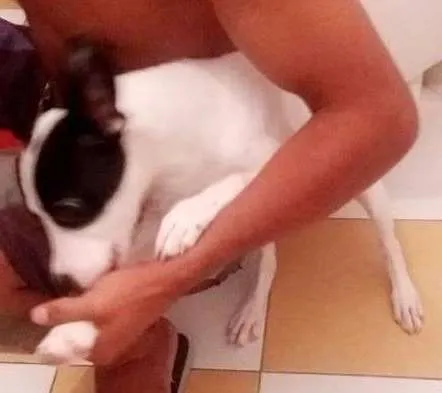 Cachorro ra a Nao sei idade 2 a 6 meses nome Luna