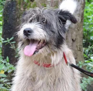Cachorro raça SRD idade 1 ano nome CORAGEM