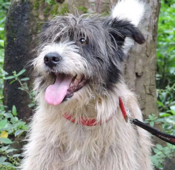 Cachorro ra a SRD idade 1 ano nome CORAGEM