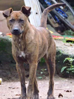 Cachorro raça SRD idade 1 ano nome TORI