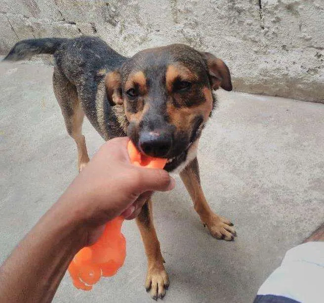 Cachorro ra a SRD idade 1 ano nome Jack