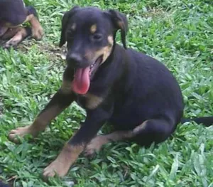 Cachorro raça tem cruza com Rottweiler idade 2 a 6 meses nome sem nome ainda
