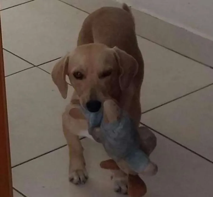Cachorro ra a SRD idade 7 a 11 meses nome Nino