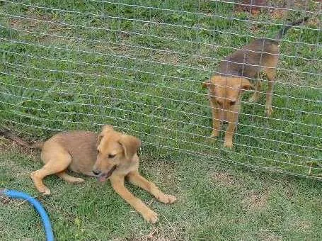 Cachorro ra a PREDOMINÂNCIA DE VIRA LATA idade 2 a 6 meses nome SEM NOME