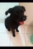 Pepito