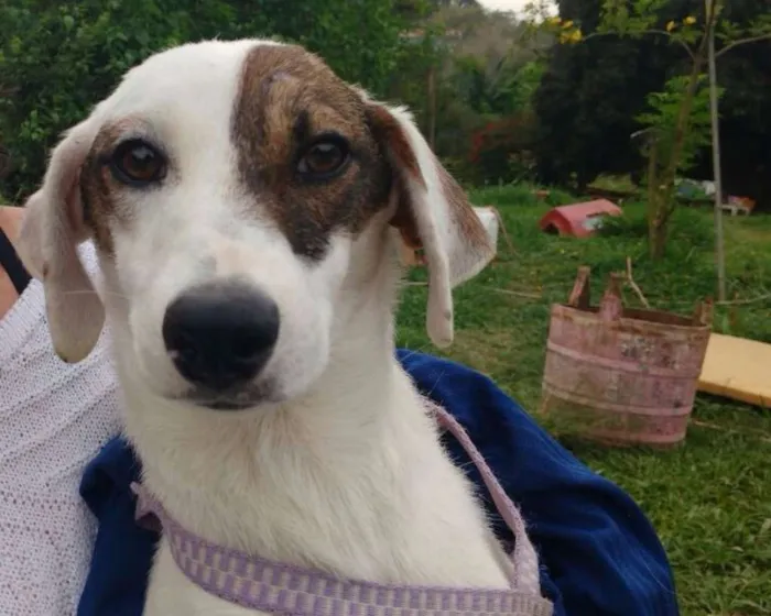 Cachorro ra a srd idade  nome Moleque