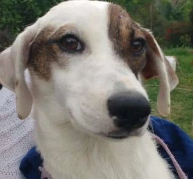 Cachorro ra a srd idade  nome Moleque