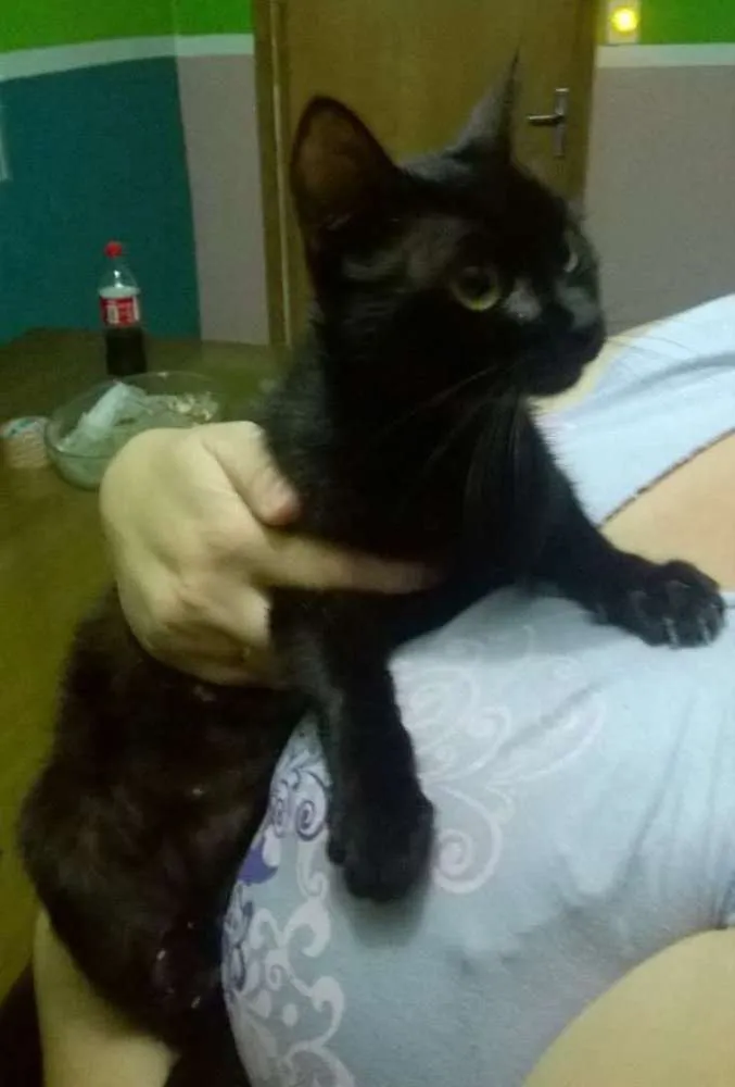 Gato ra a sem raça idade 2 a 6 meses nome sem nome