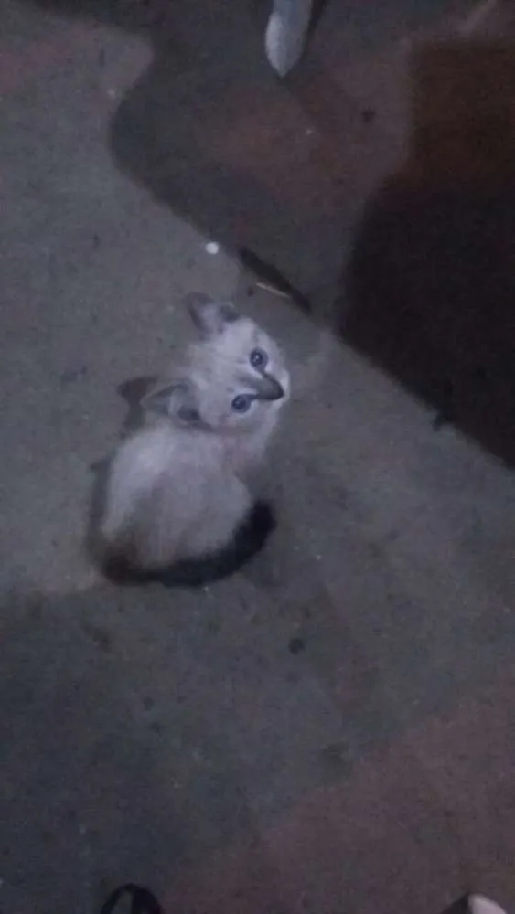 Gato raça  idade Abaixo de 2 meses nome Sem nome