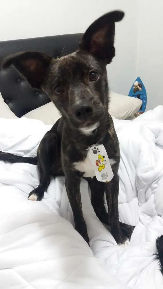 Cachorro ra a Sem raça definida idade 7 a 11 meses nome Darth Vaider