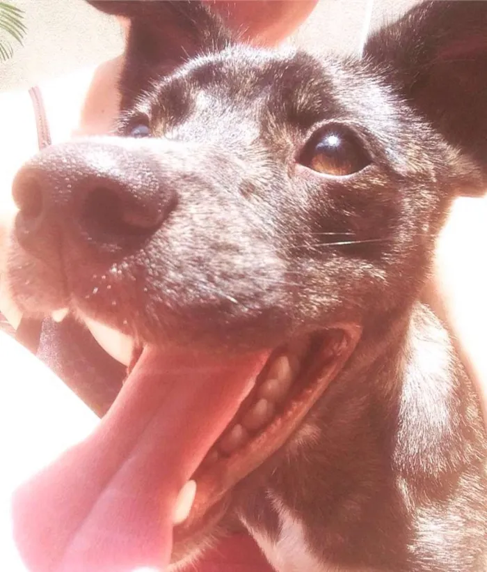 Cachorro ra a Sem raça definida idade 7 a 11 meses nome Darth Vaider