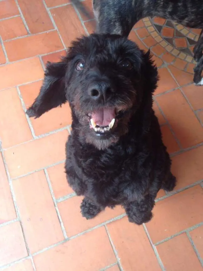 Cachorro ra a Sem raça definida idade 6 ou mais anos nome Neguinho