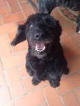 Neguinho