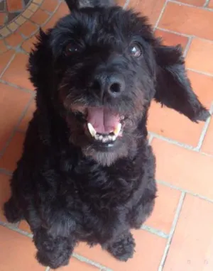 Cachorro raça Sem raça definida idade 6 ou mais anos nome Neguinho