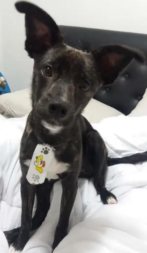 Cachorro raça Sem raça definida idade 7 a 11 meses nome Darth Vaider
