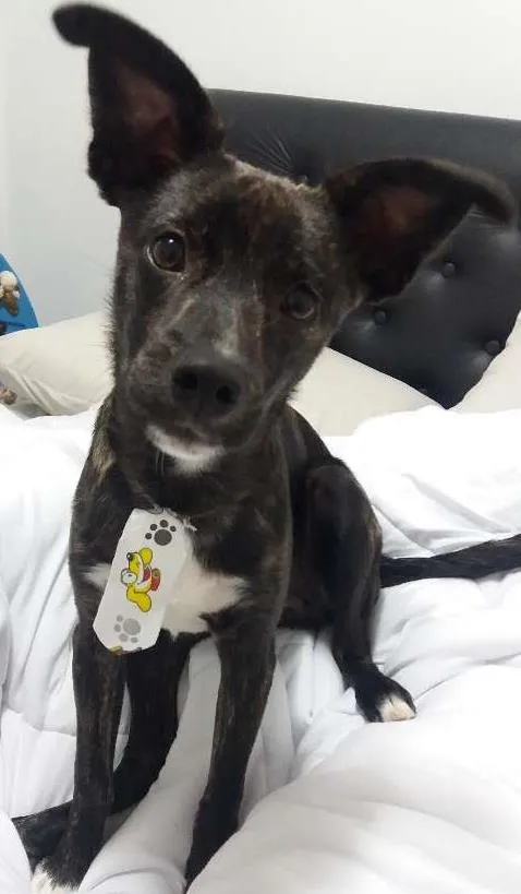 Cachorro ra a Sem raça definida idade 7 a 11 meses nome Darth Vaider