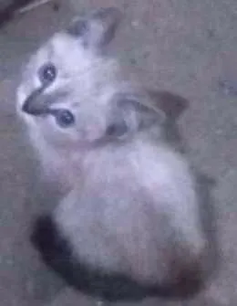 Gato raça  idade Abaixo de 2 meses nome Sem nome