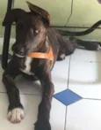 Shiva